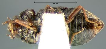 Media type: image;   Entomology 7369 Aspect: habitus ventral view